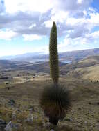 Image de Puya raimondii Harms