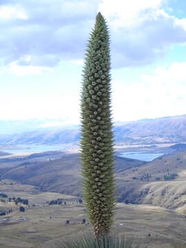 Image de Puya raimondii Harms