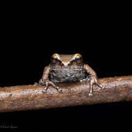 Image of Koadaikanal Bush Frog