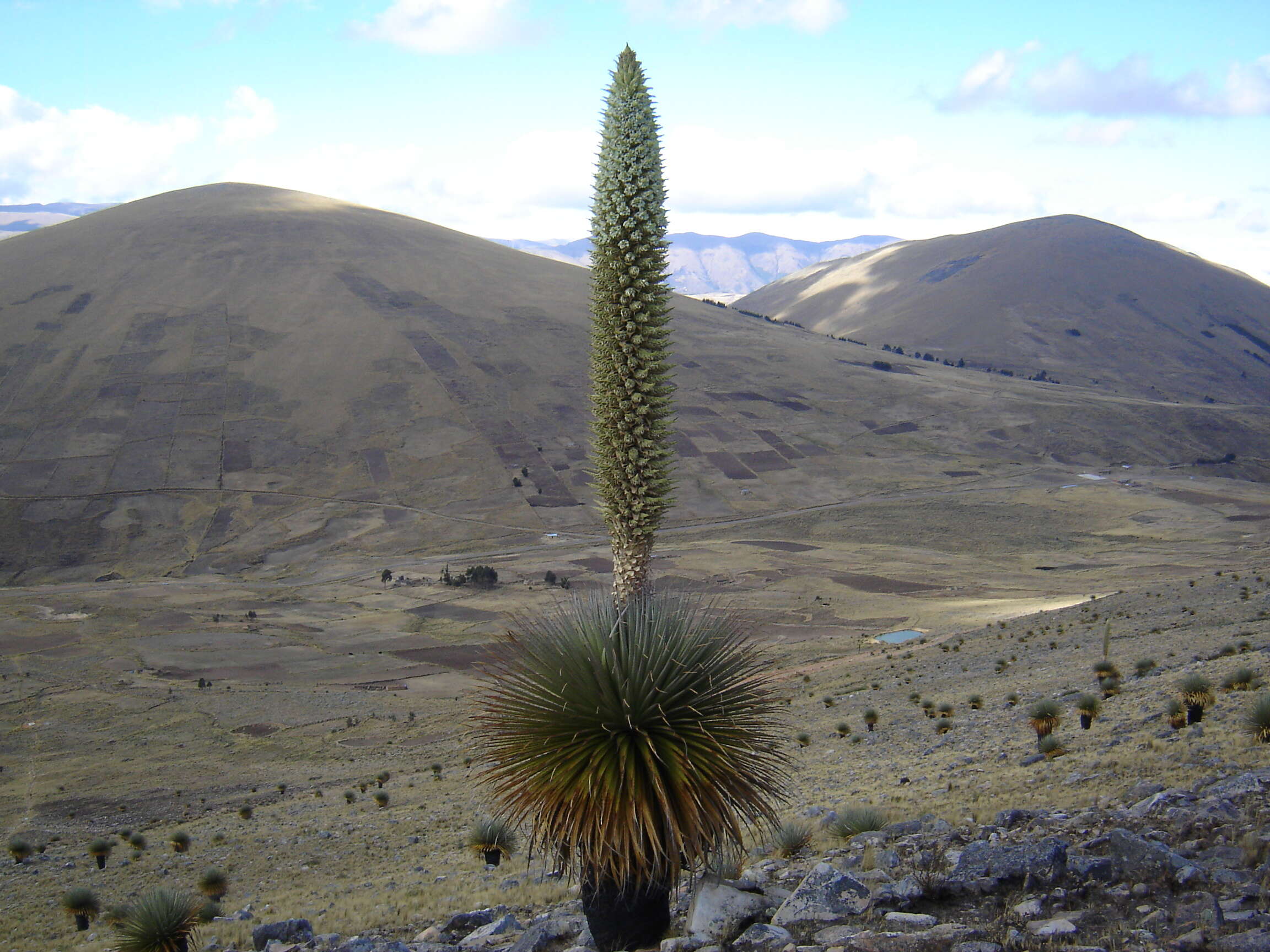 Image de Puya raimondii Harms