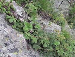 Image of Potentilla brachypetala Fisch. & Mey. ex Lehm.