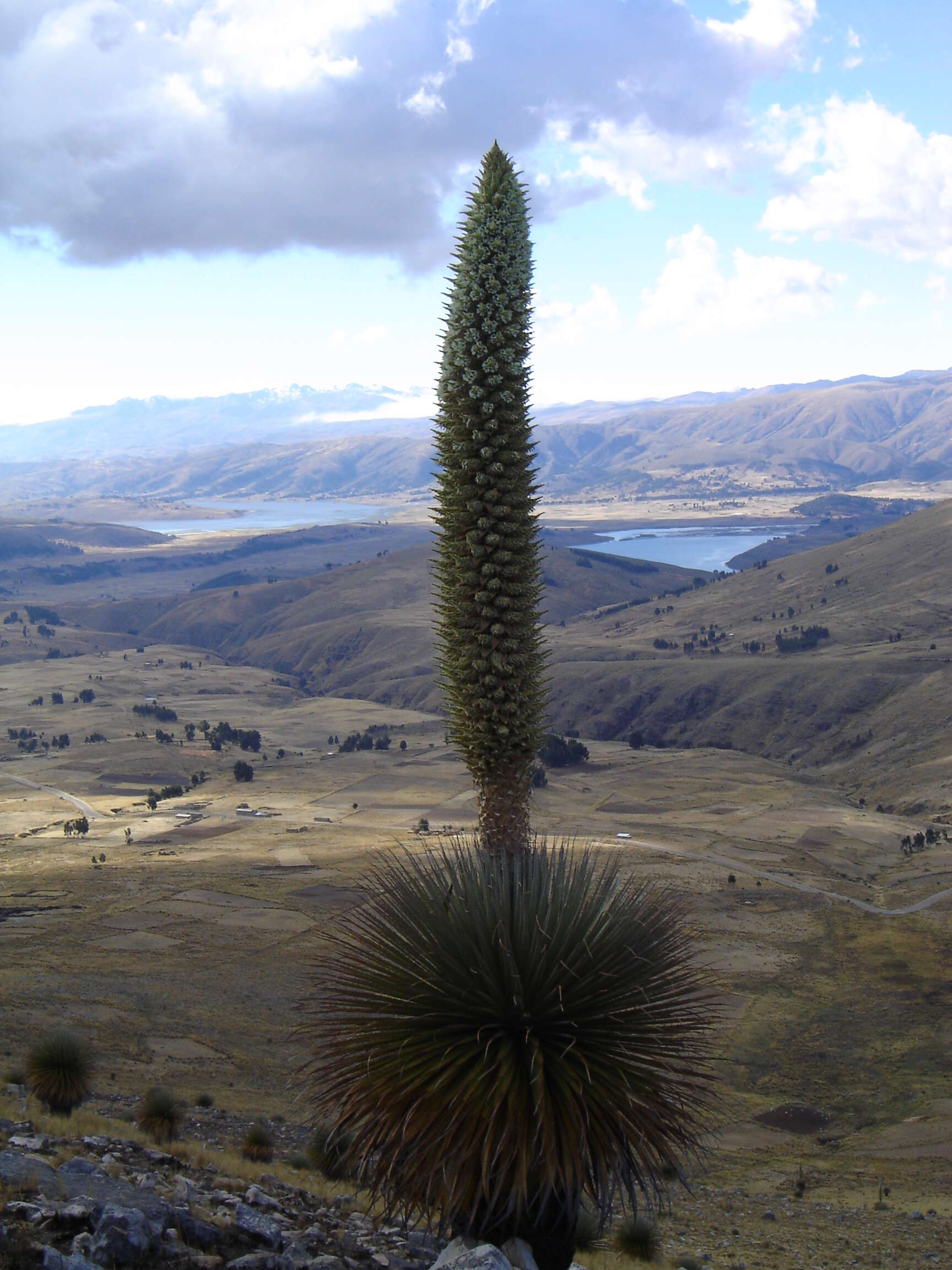 Image de Puya raimondii Harms