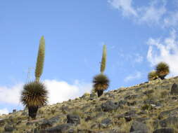 Image de Puya raimondii Harms