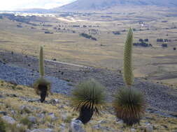 Image de Puya raimondii Harms