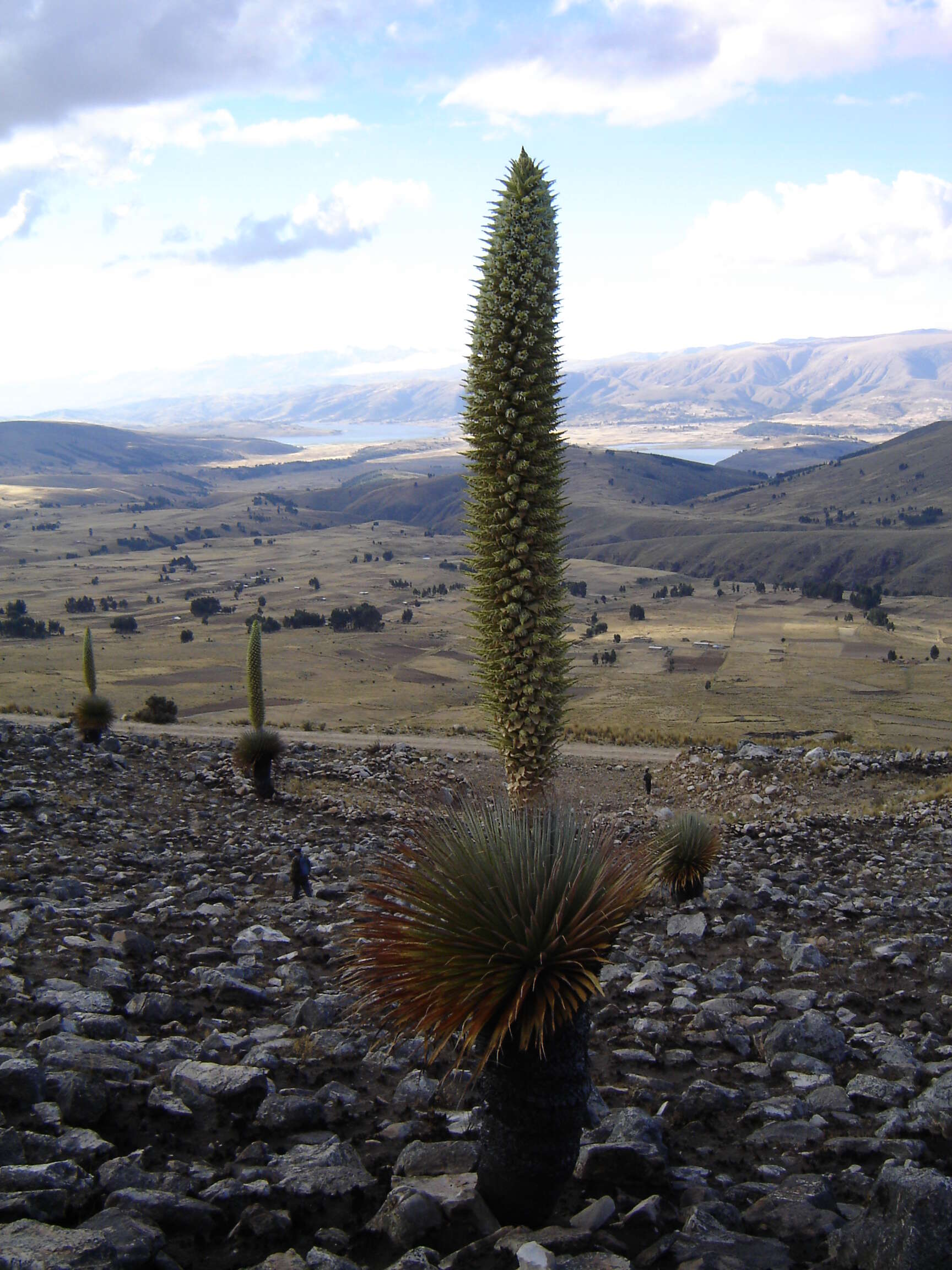 Image de Puya raimondii Harms