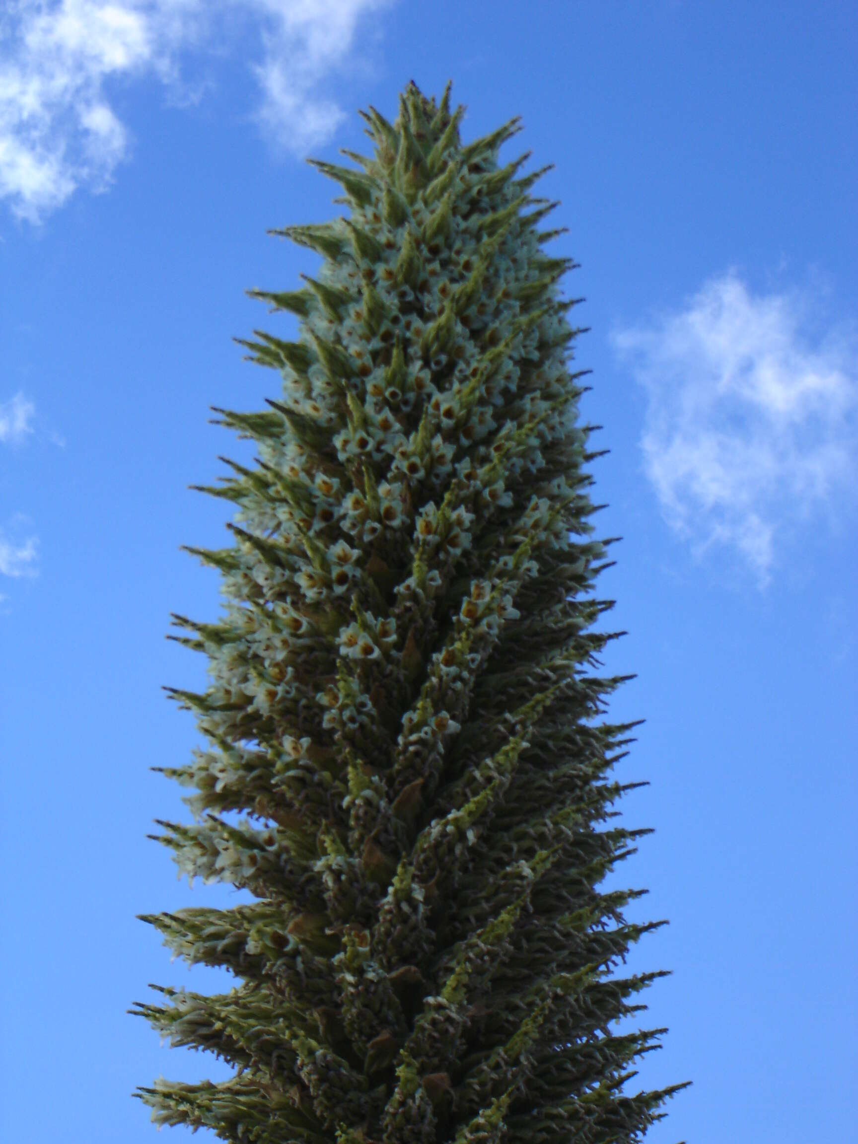 Image de Puya raimondii Harms