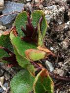 Image of snowbed willow