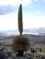 Image de Puya raimondii Harms