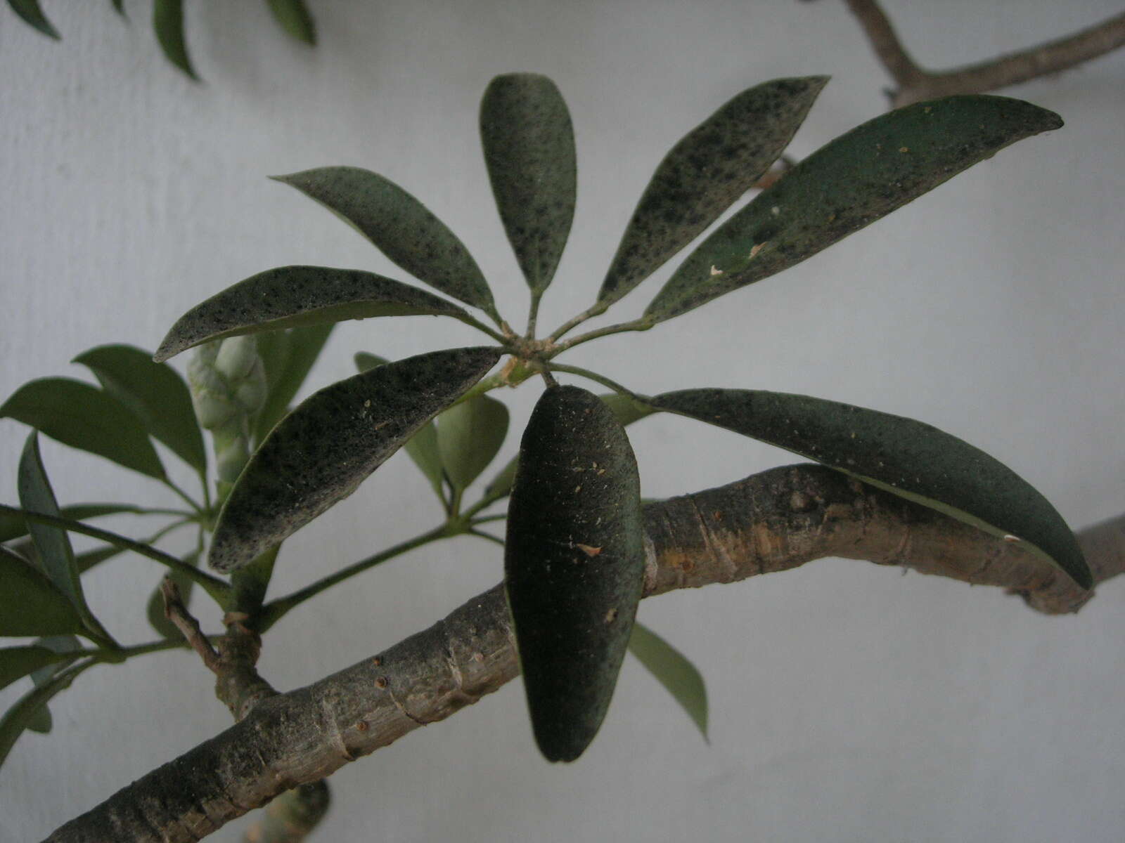 Image of Dwarf Umbrella Tree