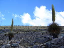 Image de Puya raimondii Harms