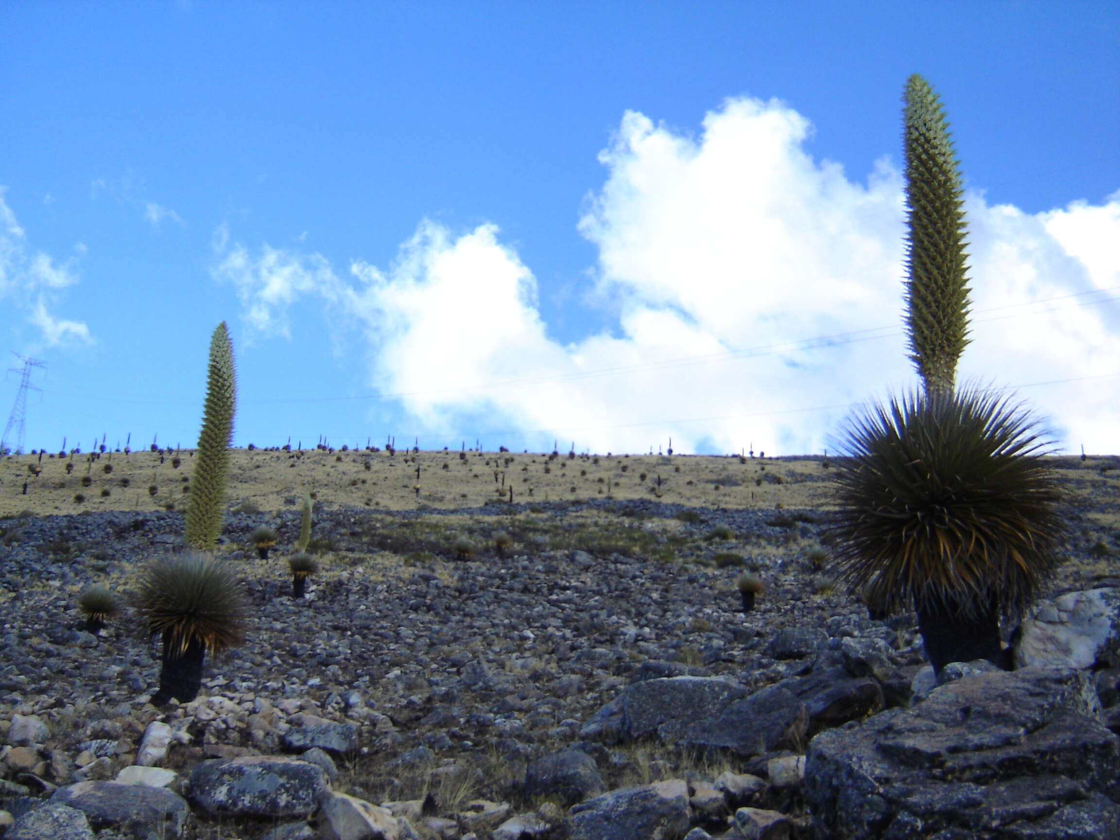 Image de Puya raimondii Harms