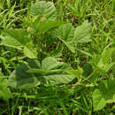 Image of mung bean