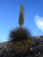 Image de Puya raimondii Harms