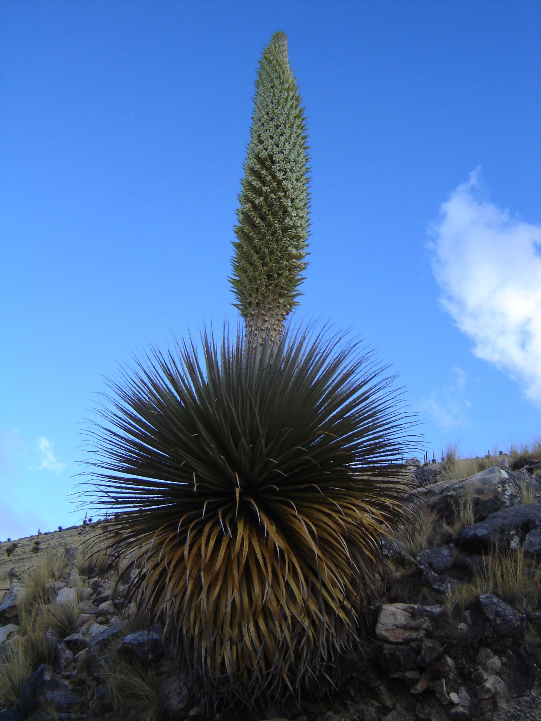 Image de Puya raimondii Harms