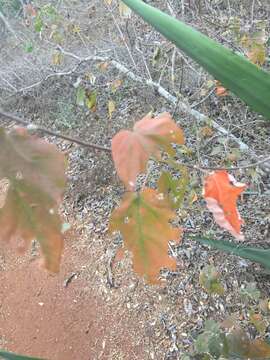 Image de Croton sonorae Torr.