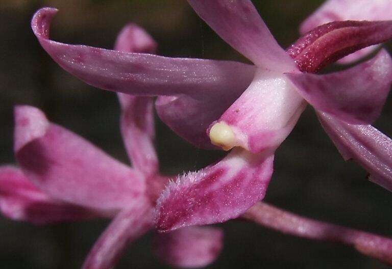 Plancia ëd Dipodium roseum D. L. Jones & M. A. Clem.