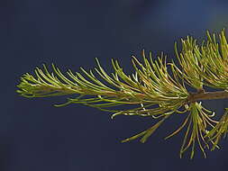 Larix occidentalis Nutt. resmi