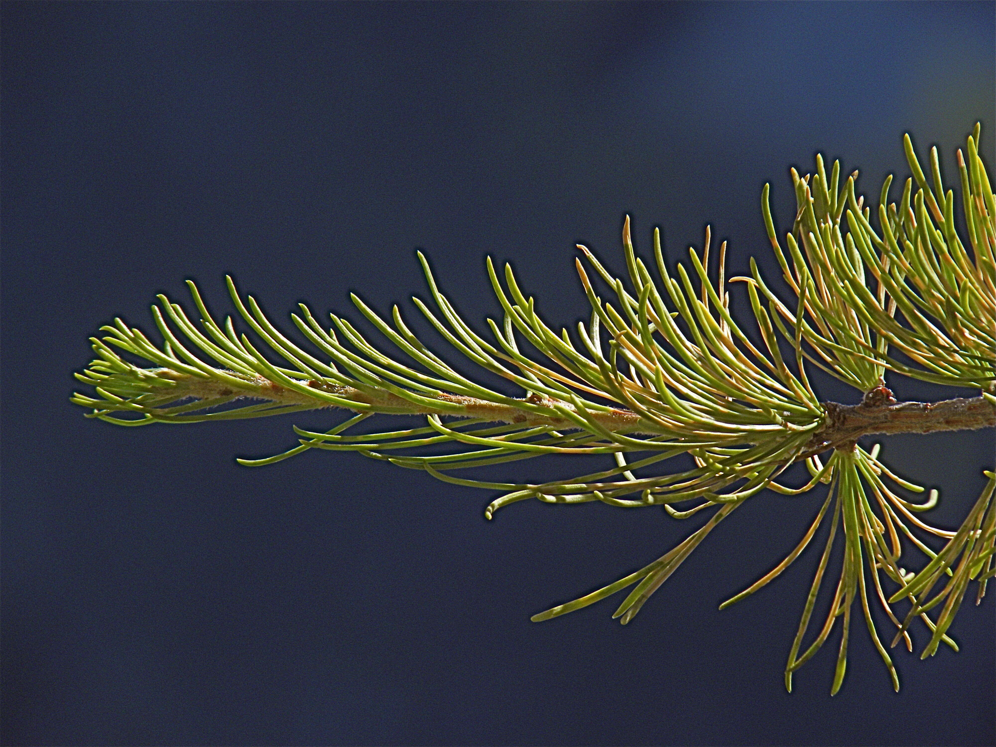 Larix occidentalis Nutt. resmi