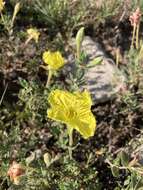 Oenothera hartwegii subsp. pubescens (A. Gray) W. L. Wagner & Hoch resmi