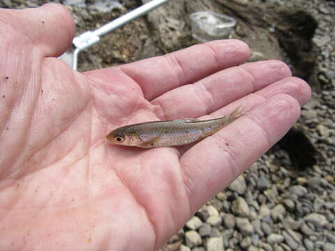 Image of Sand Shiner