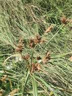 Imagem de Cyperus prolixus Kunth