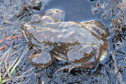 Image of Yosemite Park Toad