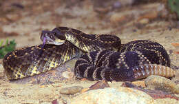 Image of Northern Pacific Rattlesnake