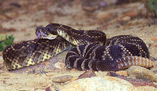 Image of Northern Pacific Rattlesnake