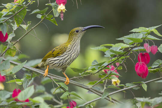 Image of Streaked Spiderhunter