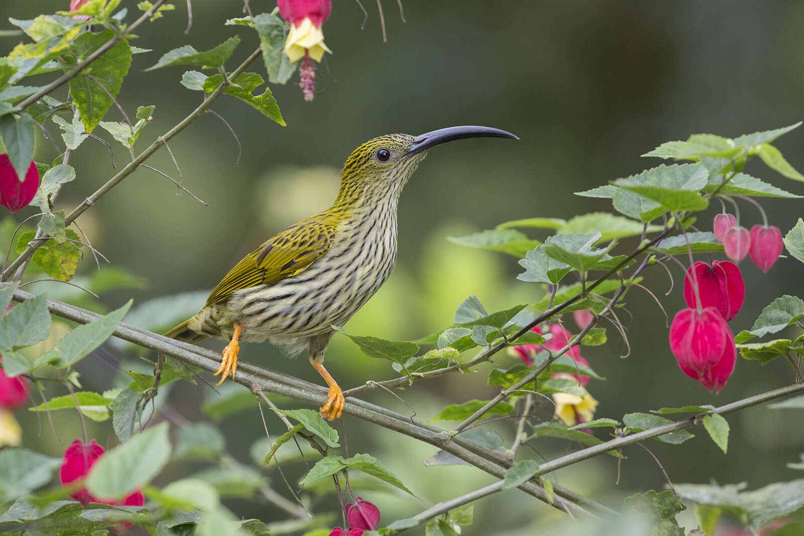 Image of Streaked Spiderhunter