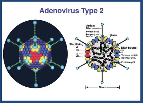 Слика од Adenoviridae