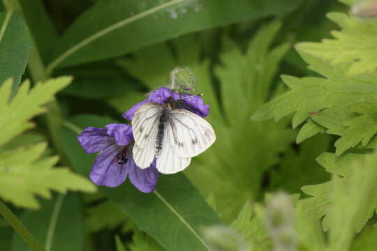 Image of Pieris angelika