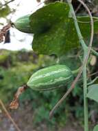 Image of ivy gourd