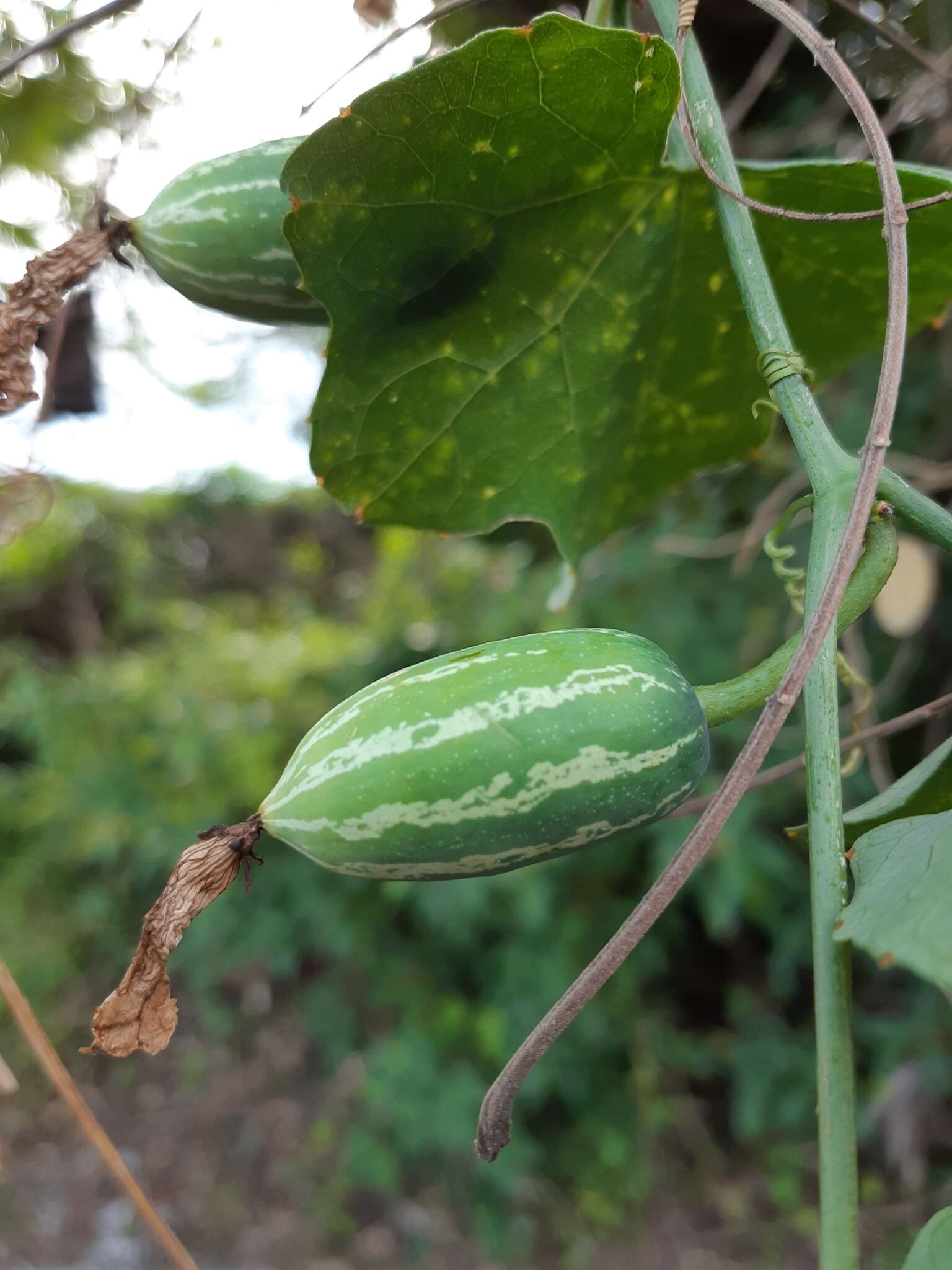 Image of ivy gourd