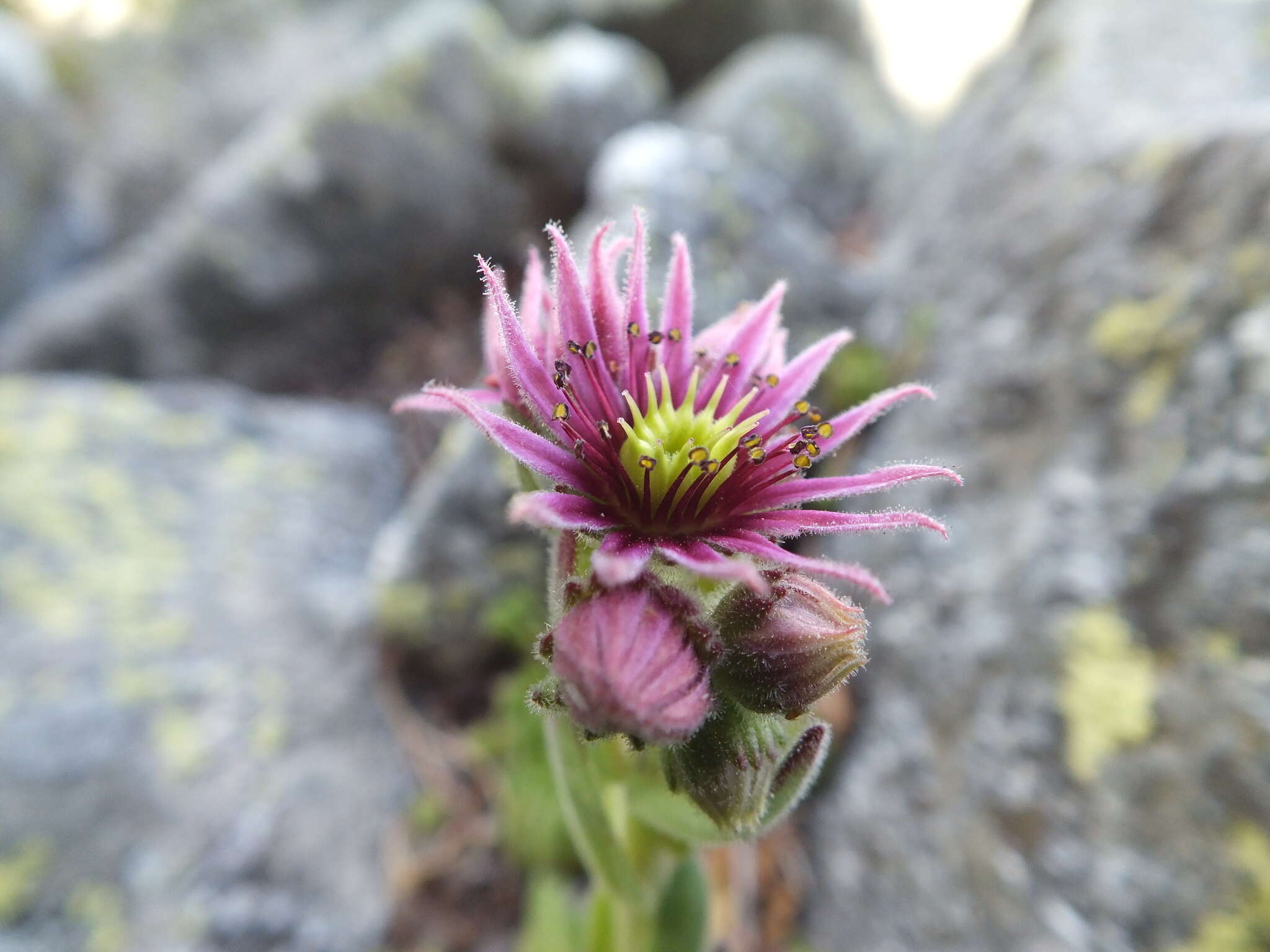 Image of Sempervivum montanum subsp. montanum