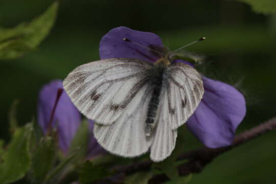 Image of Pieris angelika