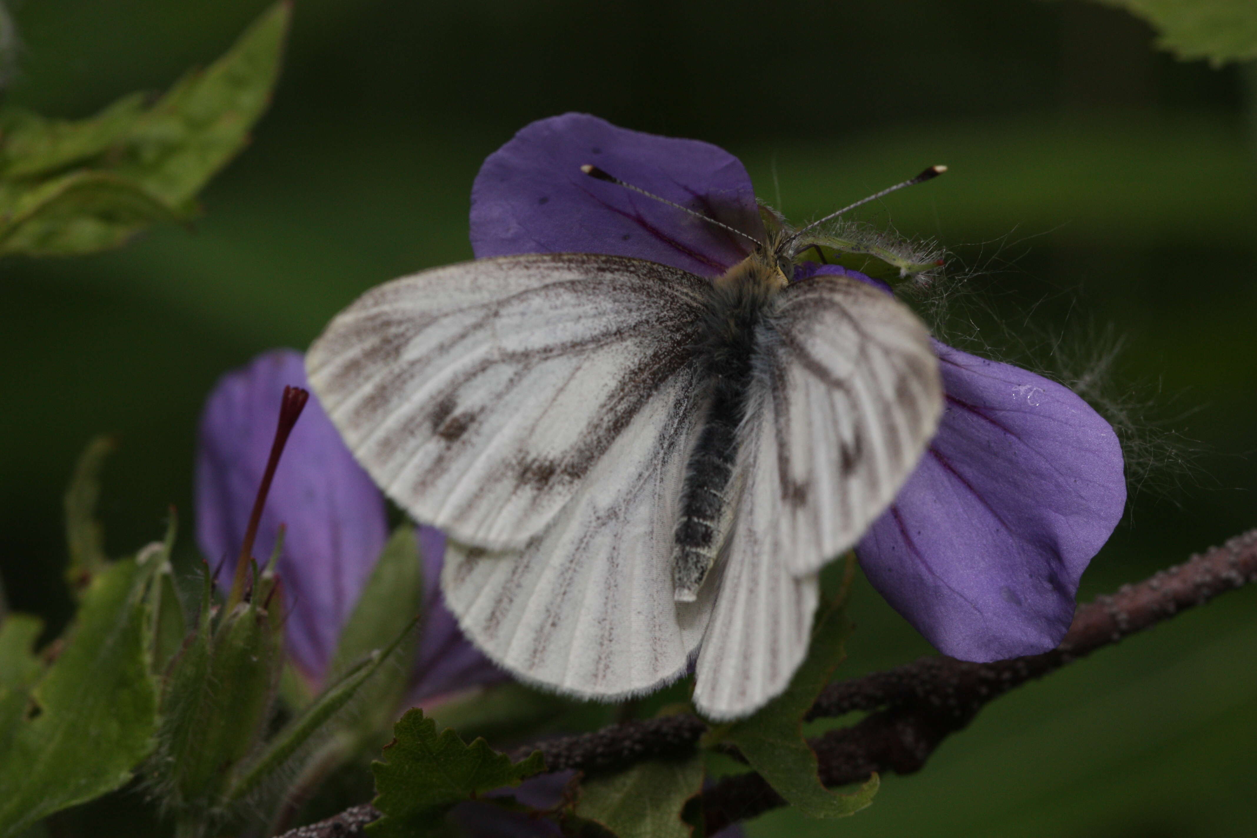 Image of Pieris angelika