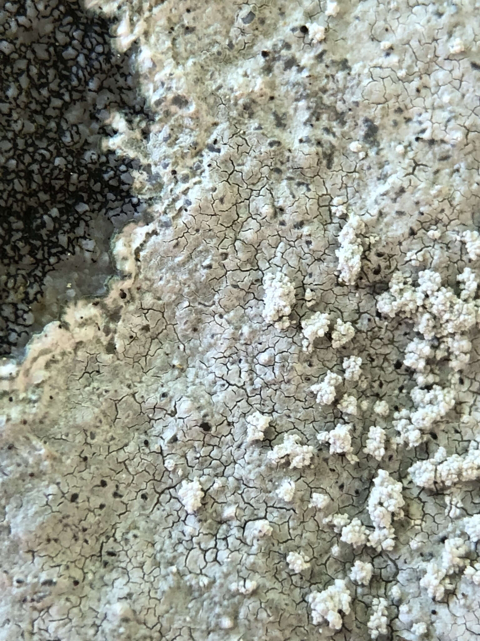 Image of Pertusaria aspergilla (Ach.) J. R. Laundon