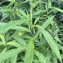 Image of purplestem aster