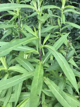 Image of purplestem aster