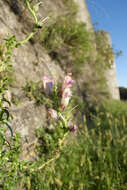 Plancia ëd Antirrhinum majus L.