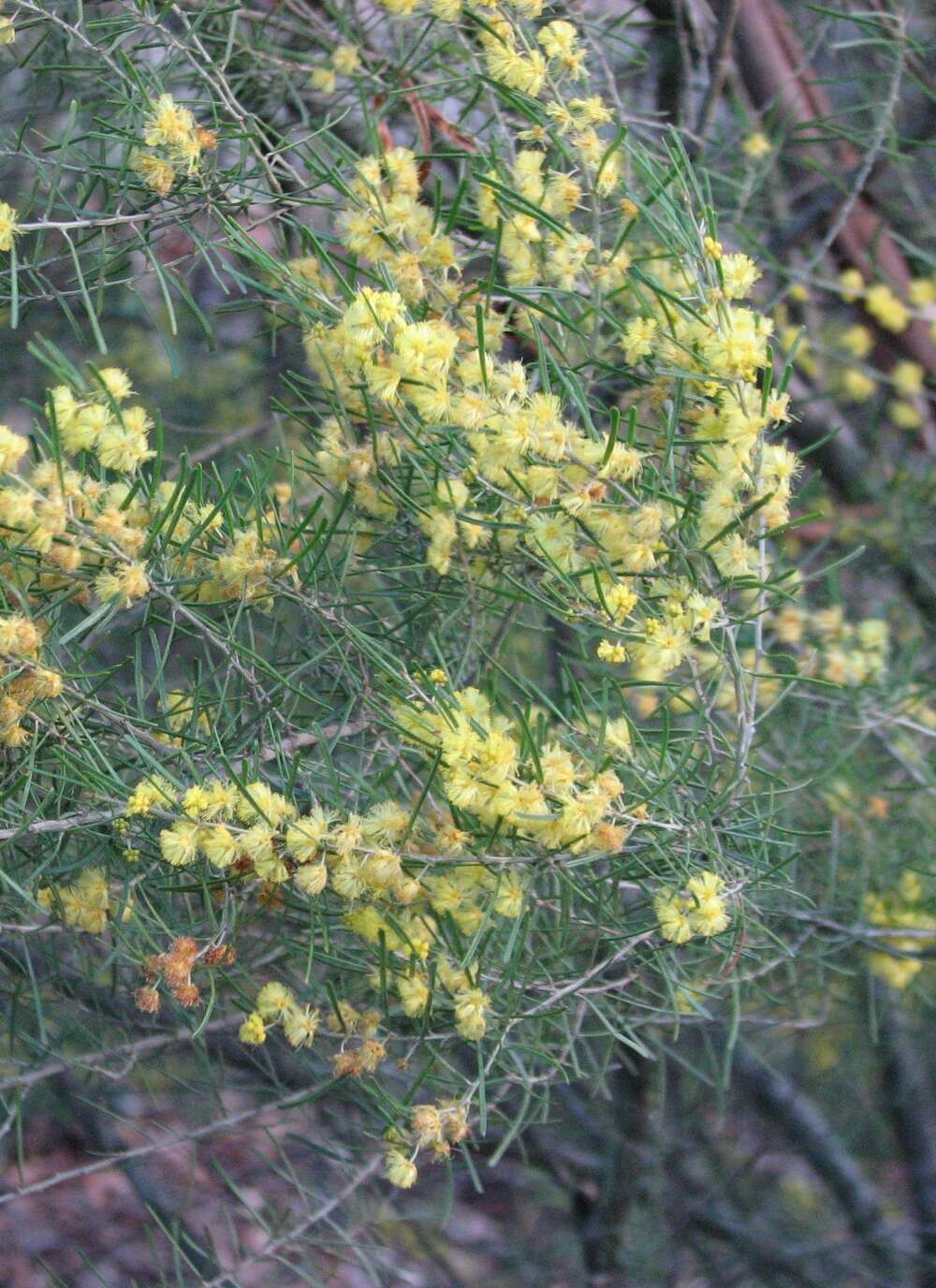 Acacia flexifolia A. Cunn. ex Benth.的圖片