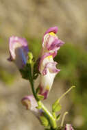 Plancia ëd Antirrhinum majus L.