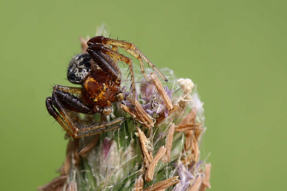 Image of common crab spider