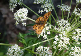 Imagem de <i>Boloria oscarus</i>