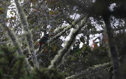 Image of Gray-breasted Mountain-toucan