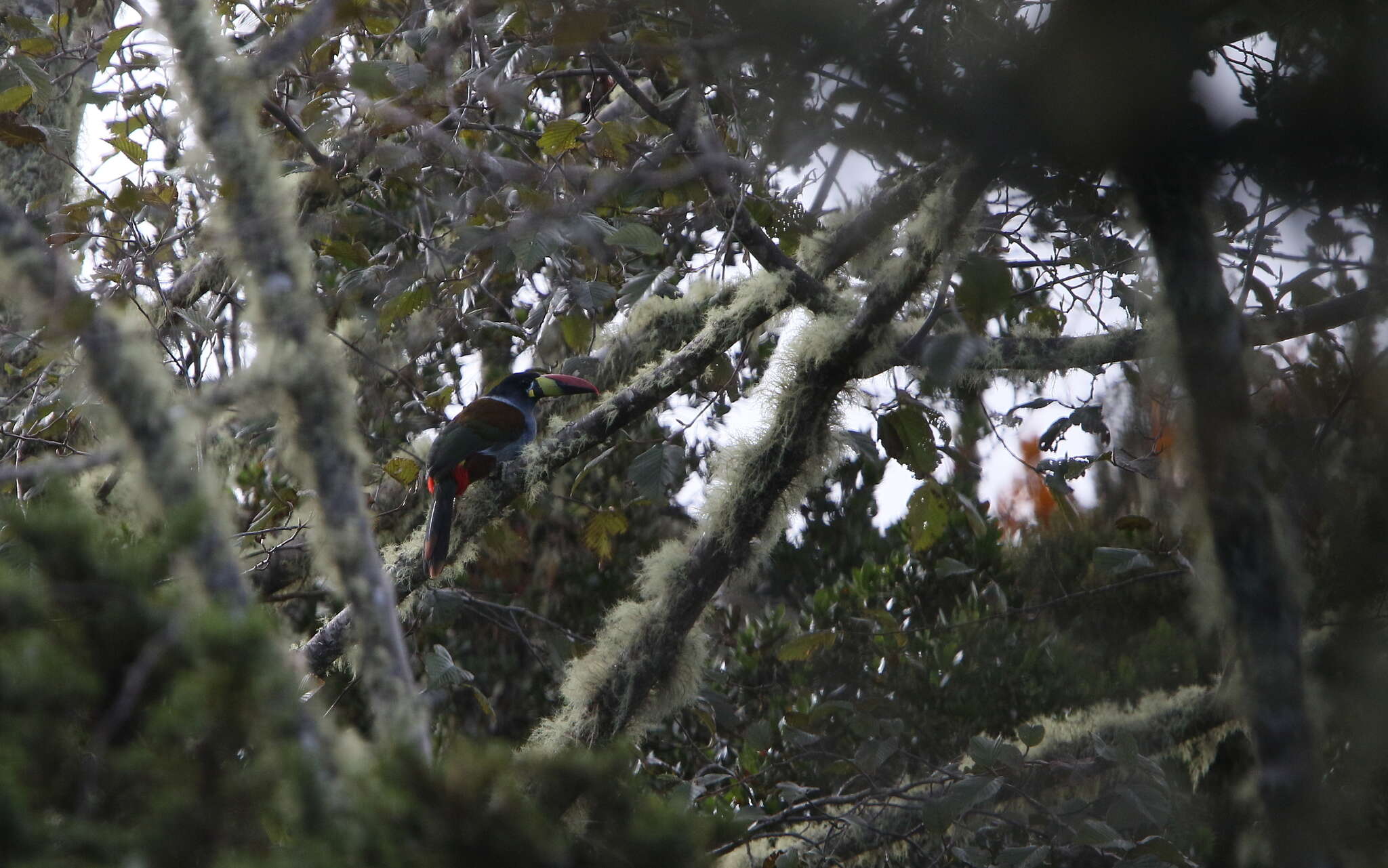 Image de Toucan bleu