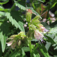 Image of Hydrophyllum fendleri var. fendleri