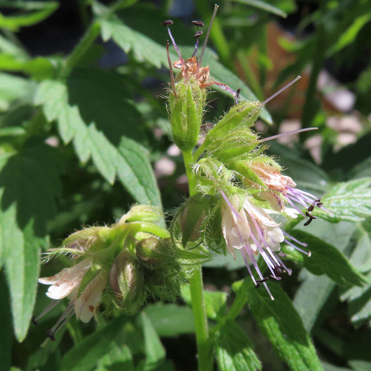 Image of Hydrophyllum fendleri var. fendleri