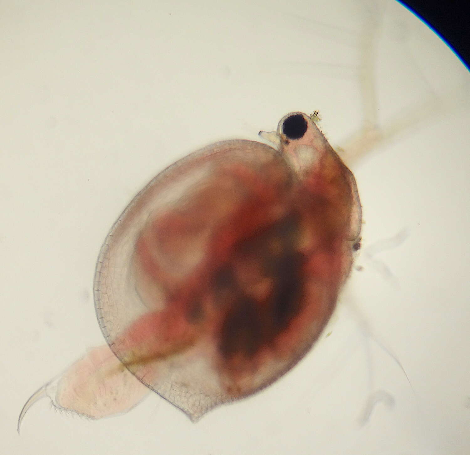 Image of Ceriodaphnia laticaudata P. E. Müller 1867